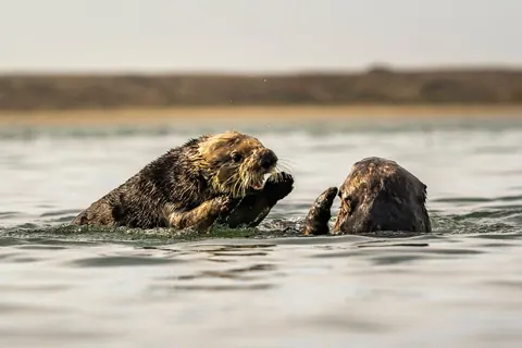 sea otters