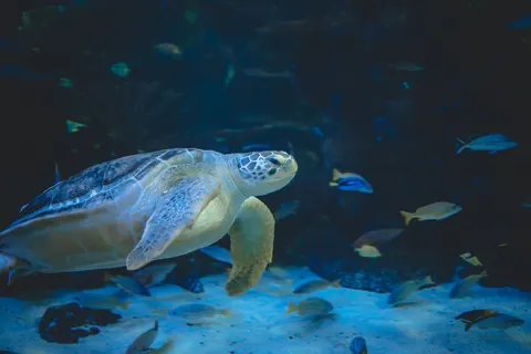 sea turtles