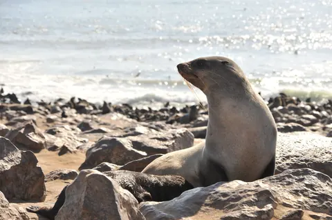 seals