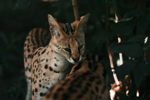 servals