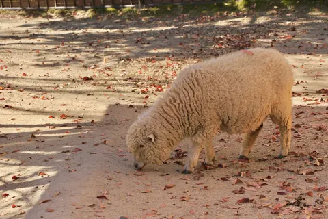 sheep