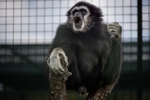 siamangs