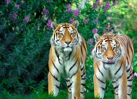 Siberian tigers