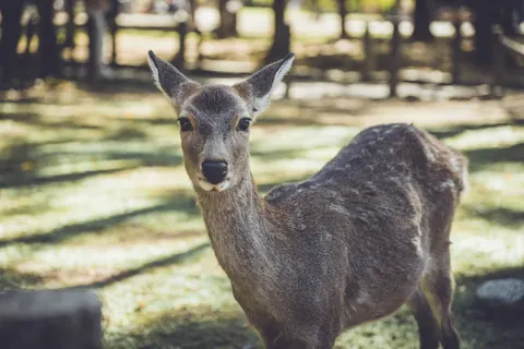 sika deer