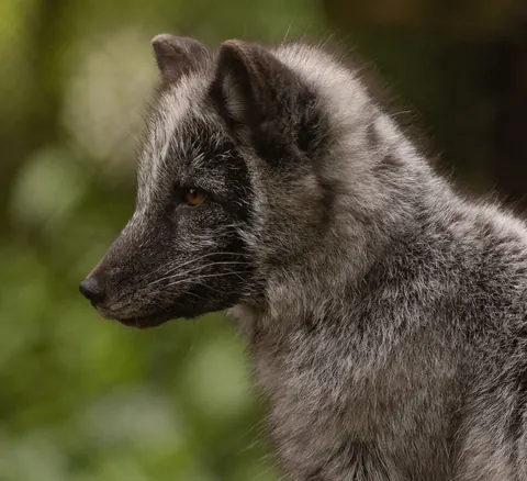 silver foxes