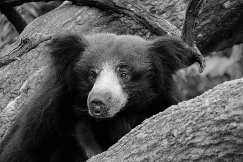 sloth bears
