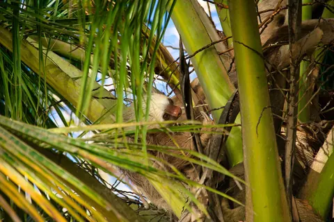 sloths