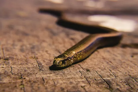 snakes