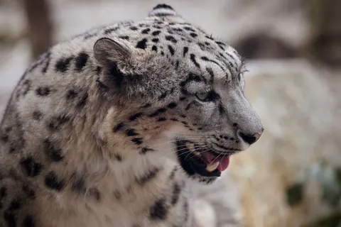 snow leopards