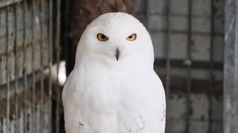 Snowy owls