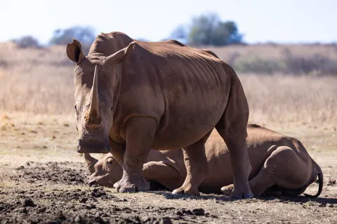 southern white rhinos