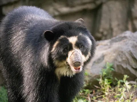 Spectacled bear