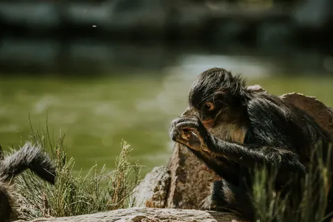 Spider monkeys