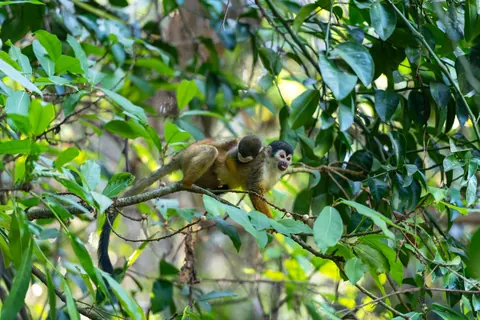 Squirrel monkey