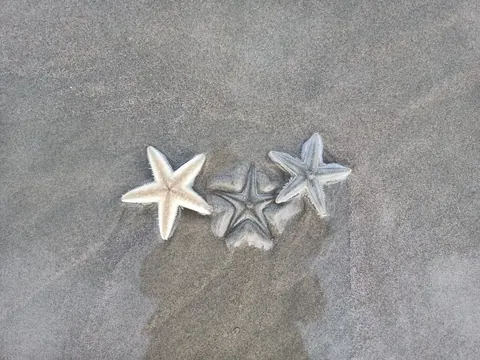 starfish