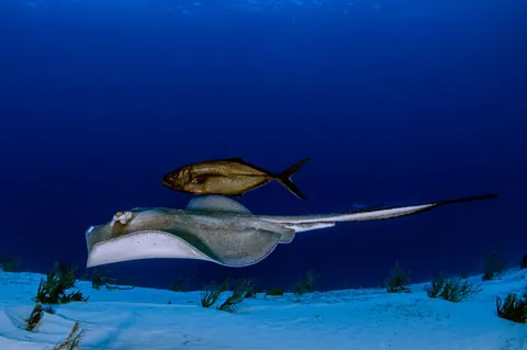 Stingray