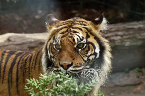 Sumatran Tigers