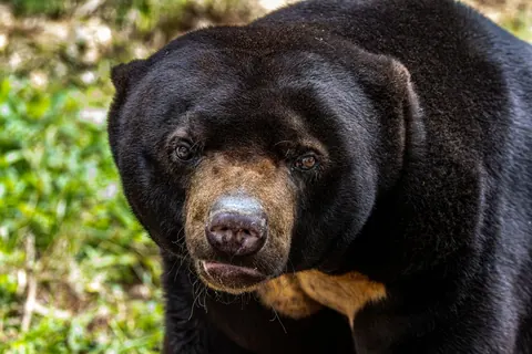 Sun Bear