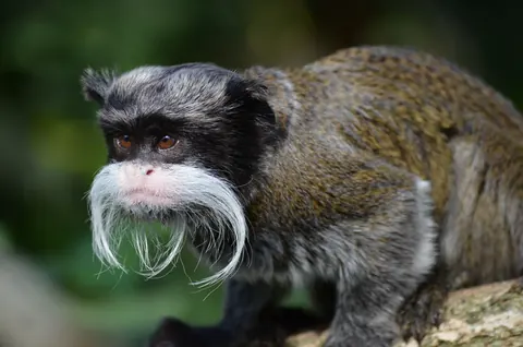 tamarins