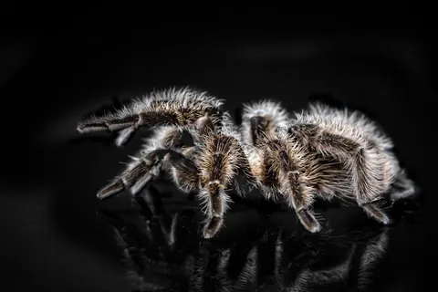 tarantulas