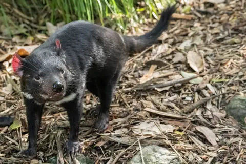 Tasmanian Devils