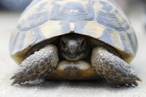 tortoises