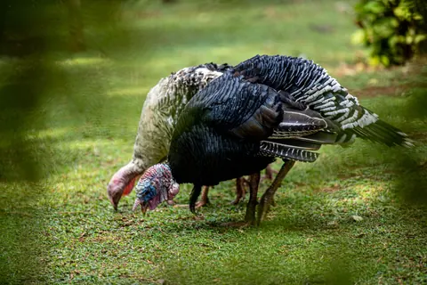 Turkey