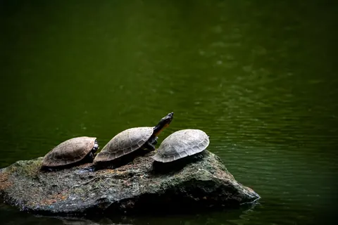 turtles