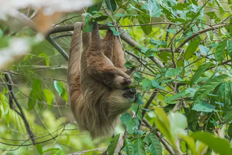 Two-toed Sloth
