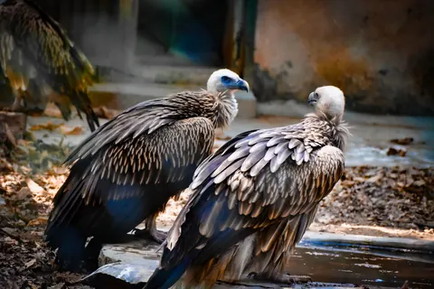 vultures