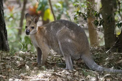 Wallabies