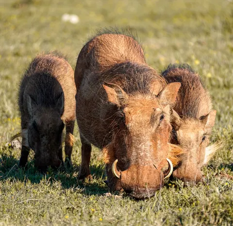 Warthogs