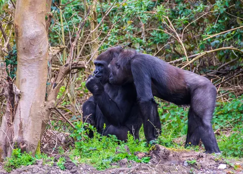 western lowland gorillas