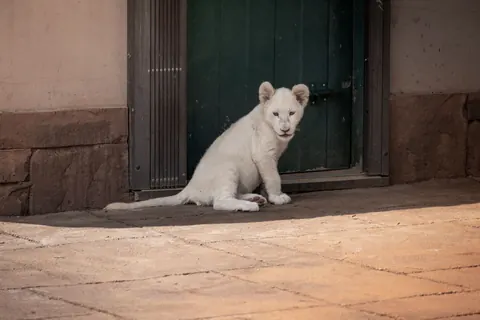 white lions