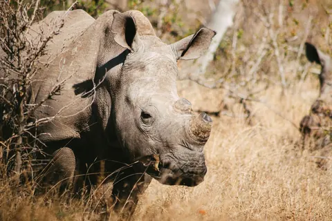 white rhinos
