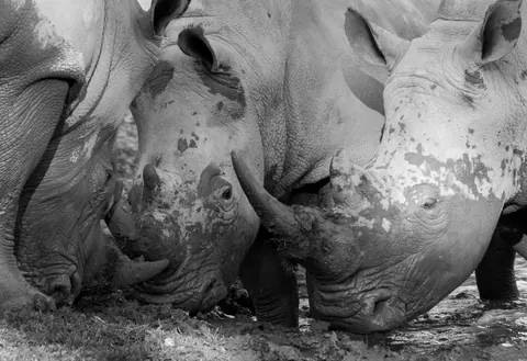 white rhinoceros