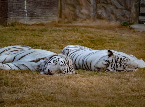 White tiger