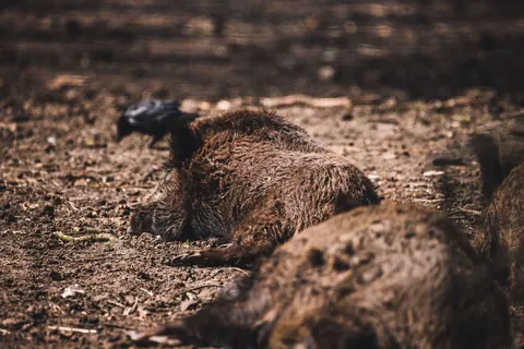 Wild boar