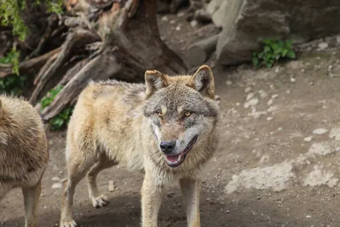 Wolf