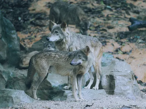 wolves