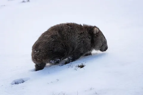 Wombats